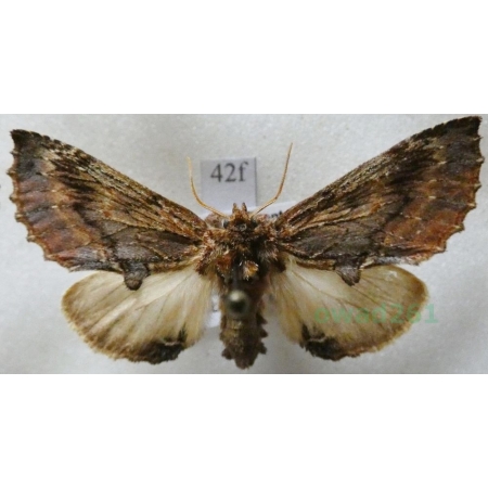 Ptilodon capucina (Linnaeus, 1758) male Wiechetka wielbłądka Czech42f